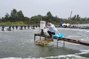 Nông dân huyện Vĩnh Thuận (Kiên Giang) kiểm tra chất lượng nước trong ao nuôi tôm. Ảnh: QUỐC BÌNH