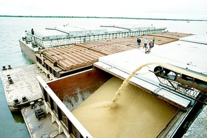 Lúa mì tại Argentina được chuyển lên tàu xuất khẩu