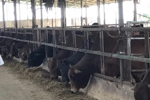 Tây Ninh: Xử phạt nghiêm cơ sở chăn nuôi sử dụng chất cấm 