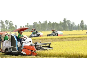Festival lúa gạo Việt Nam lần thứ VI-2023 diễn ra từ 13 đến 15-12