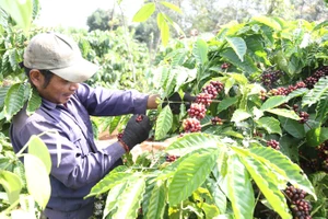 Giảm diện tích, tăng tái canh và định vị vùng trồng cà phê