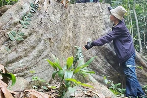 PV Báo SGGP bên gốc cây rừng cổ thụ hàng trăm năm tuổi với đường kính rất lớn bị cưa hạ giữa rừng phòng hộ Vân Canh
