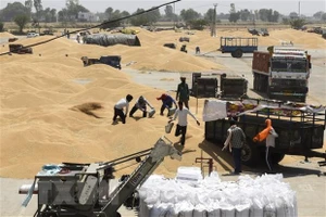 UAE tài trợ 500 triệu USD cho Ai Cập nhập khẩu lúa mì