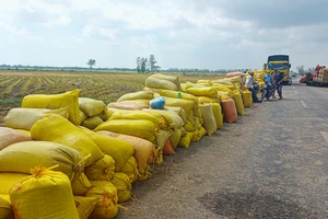 Giá lúa hè thu mua tại ruộng ở ĐBSCL đang cao kỷ lục, từ 7.000 đồng đến gần 9.000 đồng/kg