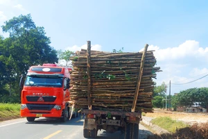 Xe tải chở gỗ keo lá tràm cồng kềnh