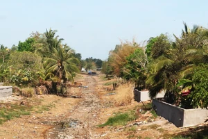 Hạn hán làm cho kênh rạch trong vùng ngọt hóa huyện Trần Văn Thời (tỉnh Cà Mau) khô cạn. Ảnh: TẤN THÁI