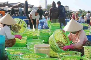 Ngư trường không thuận lợi nên ngư dân Bình Thuận chỉ khai thác được các loại hải sản ít có giá trị kinh tế