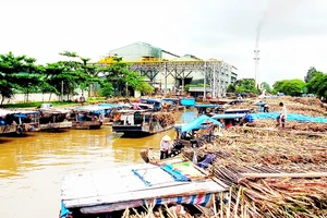 Nông dân chờ bán mía ở Nhà máy đường Phụng Hiệp (Hậu Giang)