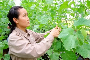 Mô hình trồng rau sạch công nghệ cao