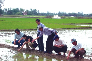 Ông Lê Quốc Phong - TGĐ (bìa trái) cùng các chuyên gia nghiên cứu tại ruộng lúa