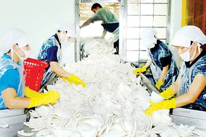 Sản xuất cơm dừa nạo sấy tại Công ty xuất nhập khẩu Bến Tre