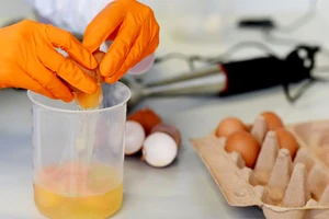 Kiểm tra trứng nhiễm thuốc trừ sâu. Ảnh: REUTERS