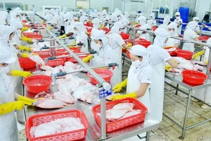 Chế biến thủy sản tại một doanh nghiệp xuất khẩu vào thị trường Mỹ Ảnh: CAO THĂNG