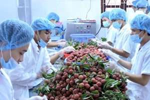 Đề nghị Nhật Bản đẩy nhanh việc cấp phép nhập khẩu hoa quả tươi của Việt Nam