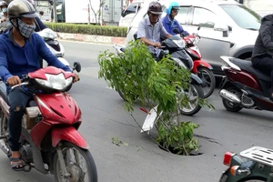 Để cảnh báo cho người đi đường, người dân đã dùng cành cây cắm xuống và báo chính quyền địa phương