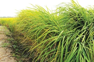 Trung Quốc phát triển giống lúa chịu mặn