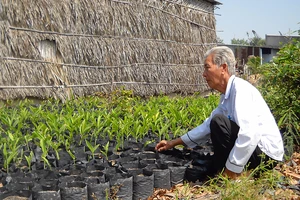 Ông Ba Lạc chăm sóc đám riềng giống cung ứng cho nông dân có nhu cầu trồng riềng