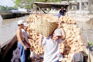 Thu mua dừa khô ở Bến Tre