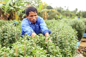 Người làm vườn chăm sóc hoa tết với kỳ vọng được mùa, giá cao