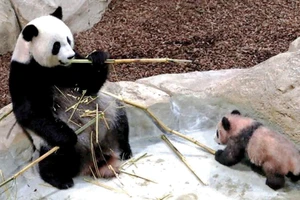 Yuan Meng cùng mẹ tại vườn thú Beauval