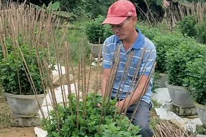 Người làm vườn tại Thừa Thiên - Huế tích cực chăm sóc để cúc đơm hoa đúng dịp tết
