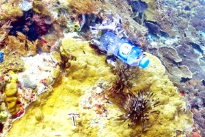 Rác nhựa đe dọa san hô