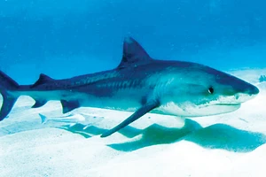 Samoa bảo vệ cá mập 