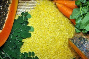 Gạo vàng GR2E. Nguồn: IRRI