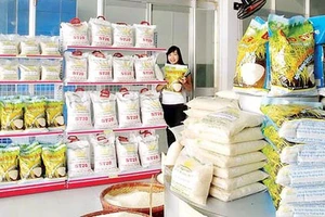 Japonica có thể trở thành gạo xuất khẩu chủ lực của Việt Nam
