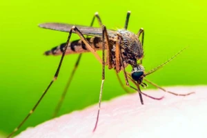 Sốt vàng da do muỗi Aedes aegypti gây nên. Ảnh: Imperial