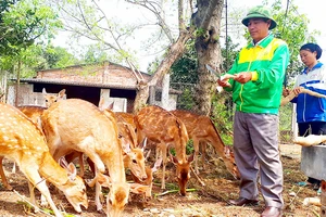 Ông Phạm Quang Hùng chăm sóc đàn hươu tại trang trại của mình