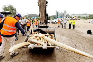 Pháp tiêu hủy hơn 500kg ngà voi