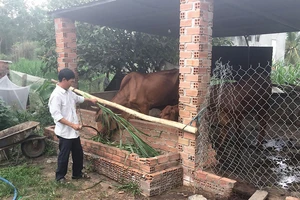 Ông Trần Chế Linh chăm sóc bò