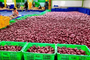 45 tấn khoai lang đã được MM Mega Market Việt Nam xuất khẩu sang hệ thống big C Thái Lan
