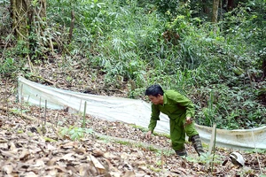 Một hộ dân trên huyện Tu Mơ Rông trồng sâm dưới tán rừng