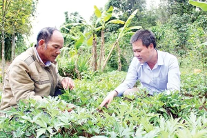Lãnh đạo xã Măng Cành (bên phải) hướng dẫn hộ ông A Nuông chăm sóc vườn sâm đương quy