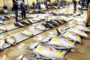 Chợ đấu giá cá ngừ gặp khó vì nắng nóng
