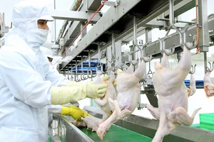 Quy trình giết mổ gà cung ứng cho thị trường TPHCM. Ảnh: THANH HẢI