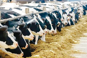 Thiếu thức ăn, nhiều nông dân phải đưa bò sữa đi mổ thịt