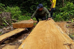 Kiểm tra vụ “công ty trồng rừng cưa cây tự nhiên”
