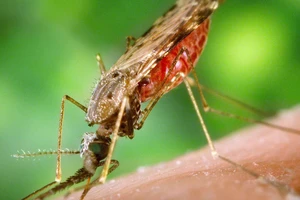 Bệnh nhi tử vong do sốt rét tăng mạnh