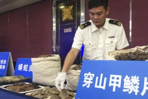 Hải quan Quảng Đông công bố vụ phát hiện hơn 7 tấn vảy tê tê buôn lậu vào Trung Quốc. ẢNH: People.com.cn