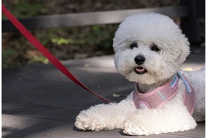 Seoul khuyến khích gắn chíp cho thú cưng