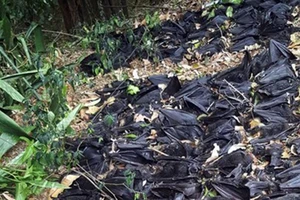 Hàng ngàn con dơi chết trong sân nhà 