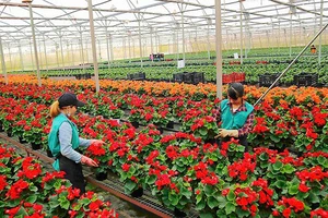 Hơn 1.500ha hoa Đà Lạt phục vụ thị trường tết