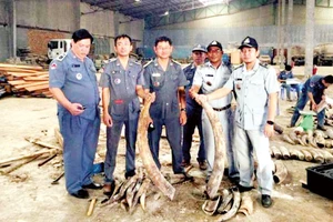 Campuchia thu giữ 3,5 tấn ngà voi