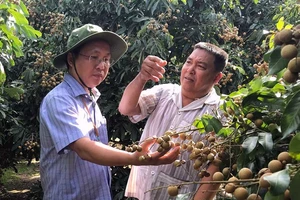 Ông Lê Công Lý, Chủ tịch UBND huyện Phụng Hiệp (trái) thăm mô hình trồng nhãn của nông dân. Ảnh: CAO PHONG