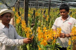 Thu hoạch hoa lan cung ứng Tết tại huyện Củ Chi, TPHCM. Ảnh: CAO THĂNG