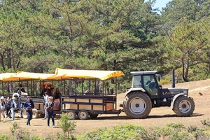 Xe máy cày đưa khách đi tham quan “cây thông cô đơn” trong khi tuyến du lịch chưa đăng ký và cơ quan chức năng chưa thẩm định