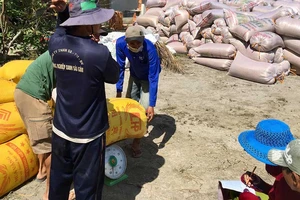 Giá lúa thơm tại huyện Tân Hiệp (Kiên Giang) ngày 6-3 chỉ còn 4.700 đồng/kg. Ảnh: CAO PHONG